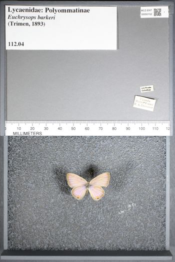Media type: image;   Entomology 50102